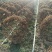 月季球，蔷薇球，月季蔷薇造型，自己苗圃货，基地直达