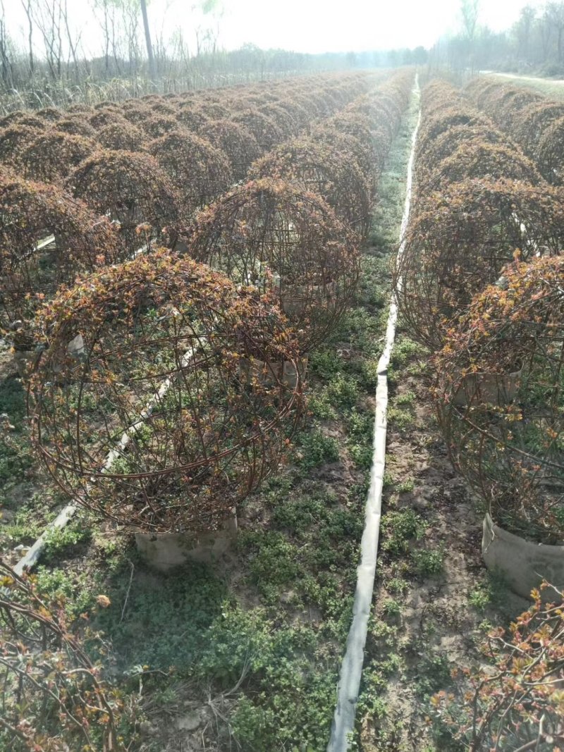 月季球，蔷薇球，月季蔷薇造型，自己苗圃货，基地直达