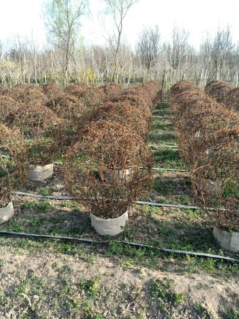 月季球，蔷薇球，月季蔷薇造型，自己苗圃货，基地直达