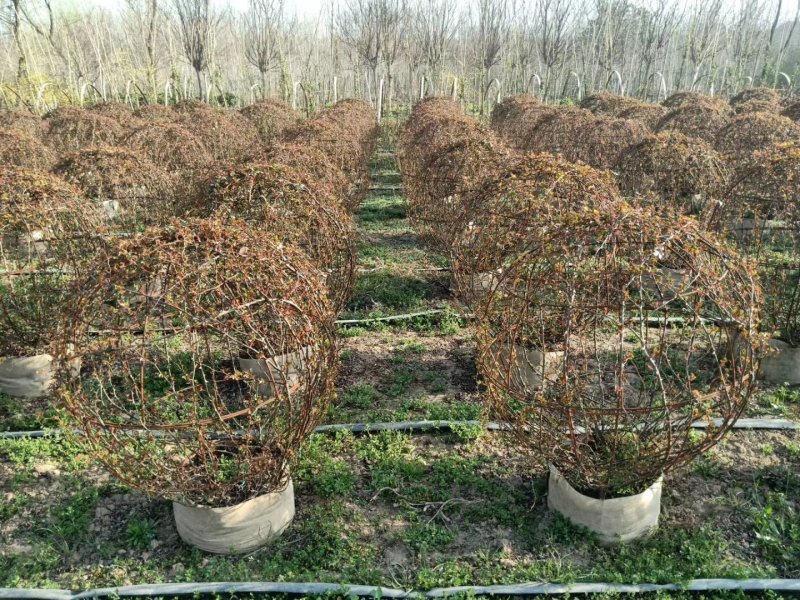 月季球，蔷薇球，月季蔷薇造型，自己苗圃货，基地直达