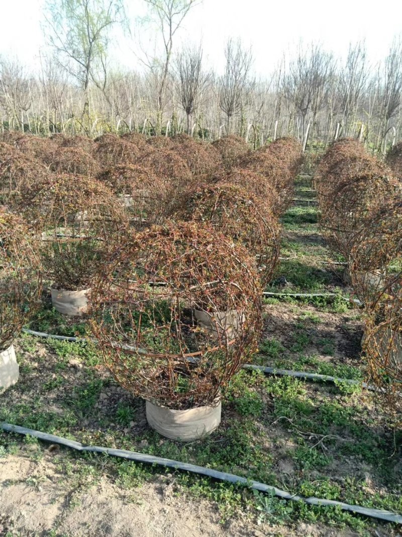 月季球，蔷薇球，月季蔷薇造型，自己苗圃货，基地直达