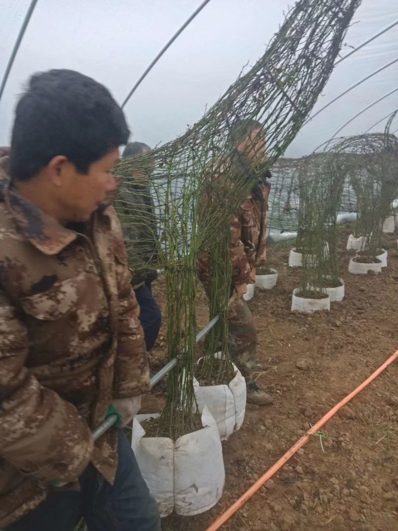 河南南阳花瓶月季培育新型造型成活率高基地直销