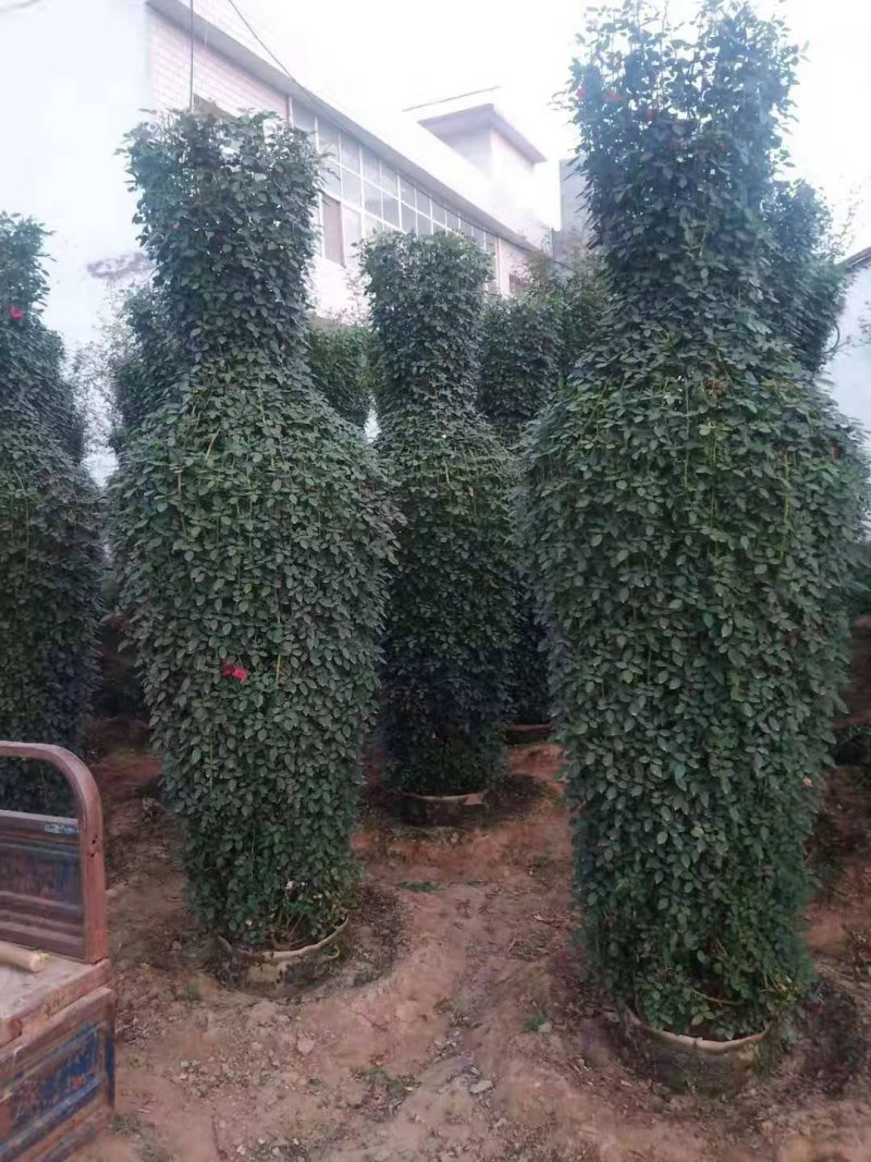 河南南阳花瓶月季培育新型造型成活率高基地直销