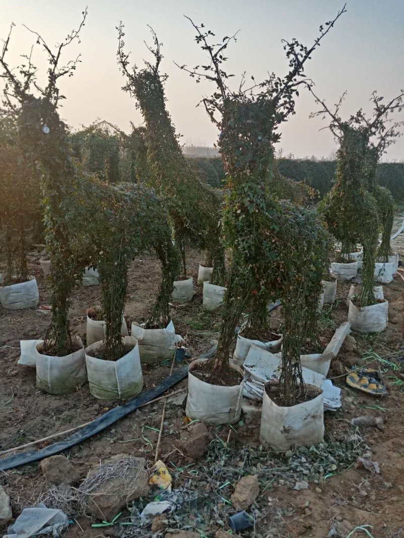 河南南阳花瓶月季培育新型造型成活率高基地直销