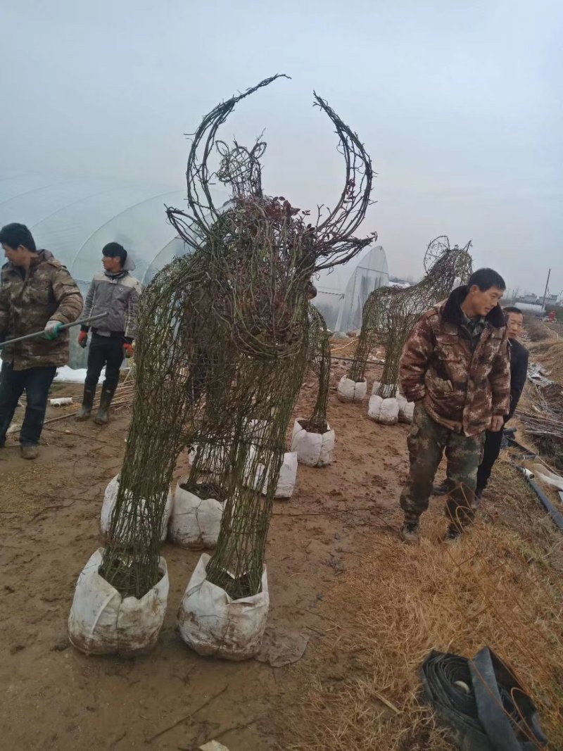 河南南阳花瓶月季培育新型造型成活率高基地直销