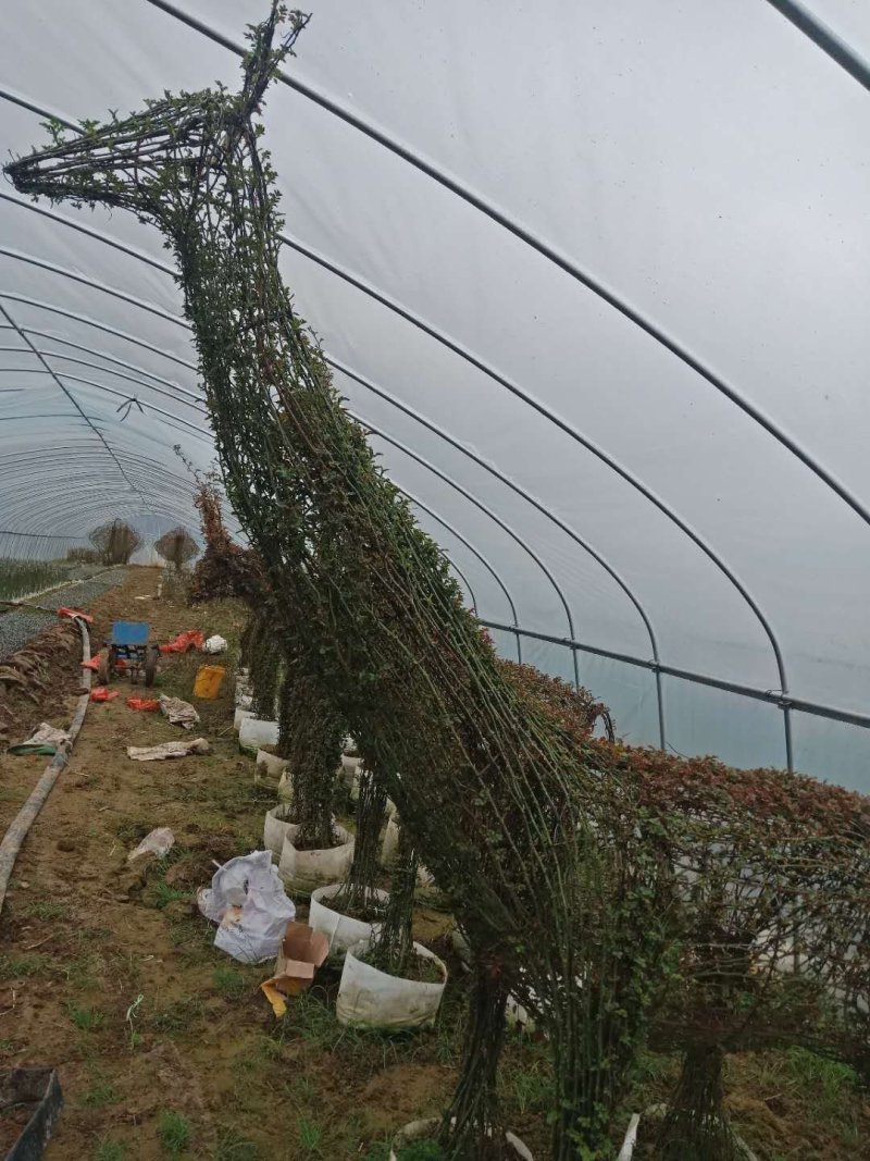 河南南阳花瓶月季培育新型造型成活率高基地直销