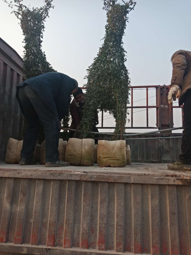河南南阳花瓶月季培育新型造型成活率高基地直销