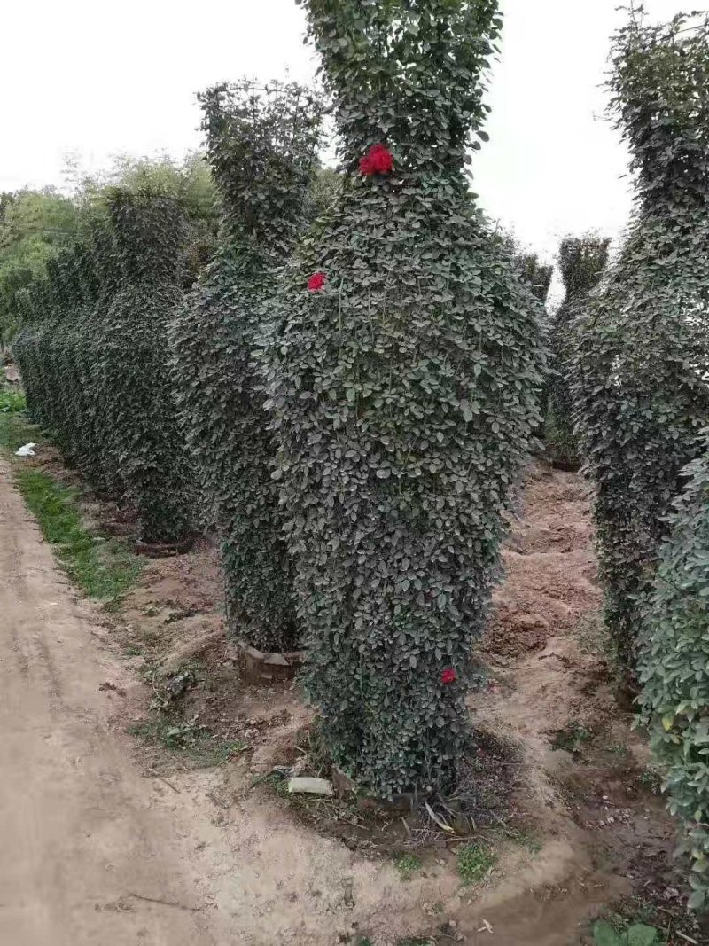河南南阳花瓶月季培育新型造型成活率高基地直销