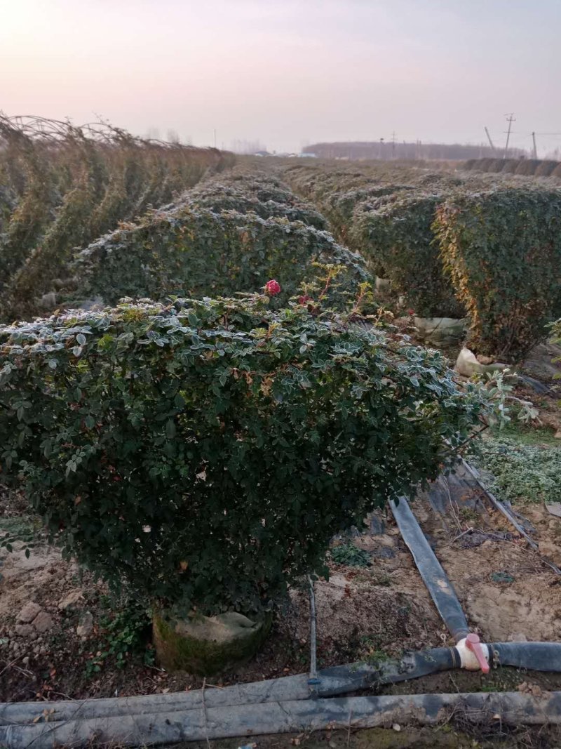 河南南阳花瓶月季培育新型造型成活率高基地直销