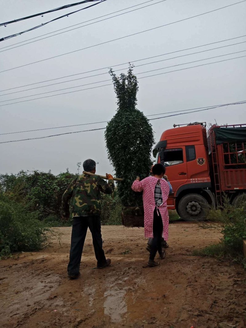河南南阳花瓶月季培育新型造型成活率高基地直销