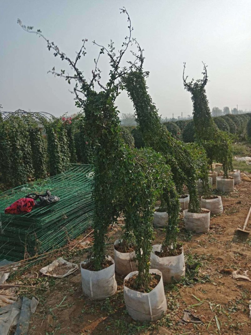 河南南阳花瓶月季培育新型造型成活率高基地直销
