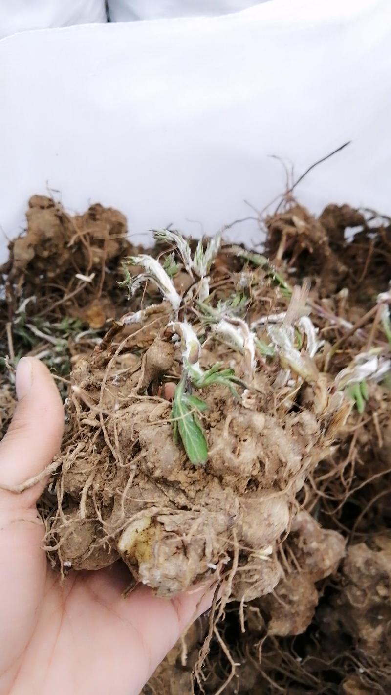 苍术芽，块茎繁殖，两年收，可套种提供技术管理包回收！