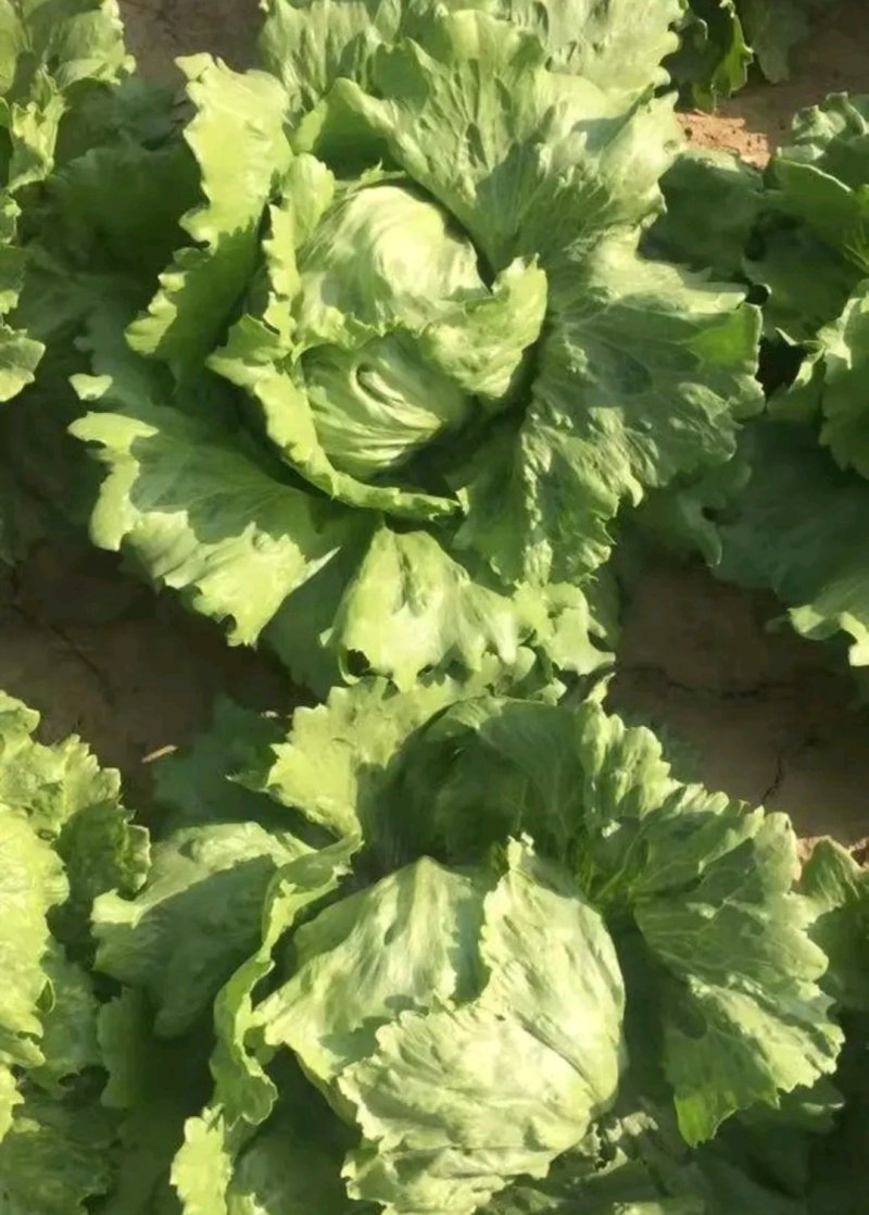 球生菜圆生菜生菜球可代发全国市场，诚信经营。