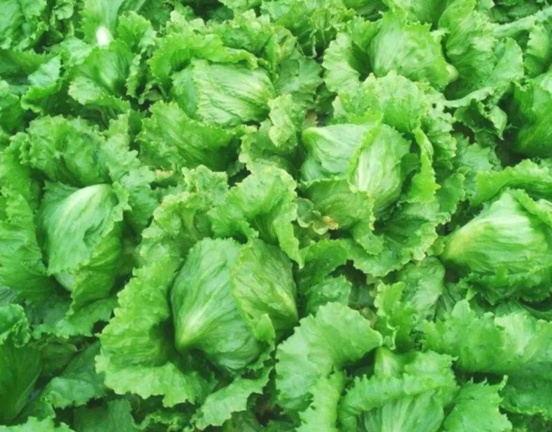 球生菜圆生菜生菜球可代发全国市场，诚信经营。