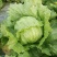 球生菜圆生菜生菜球可代发全国市场，诚信经营。