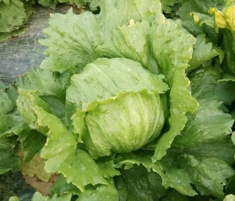 球生菜圆生菜生菜球可代发全国市场，诚信经营。