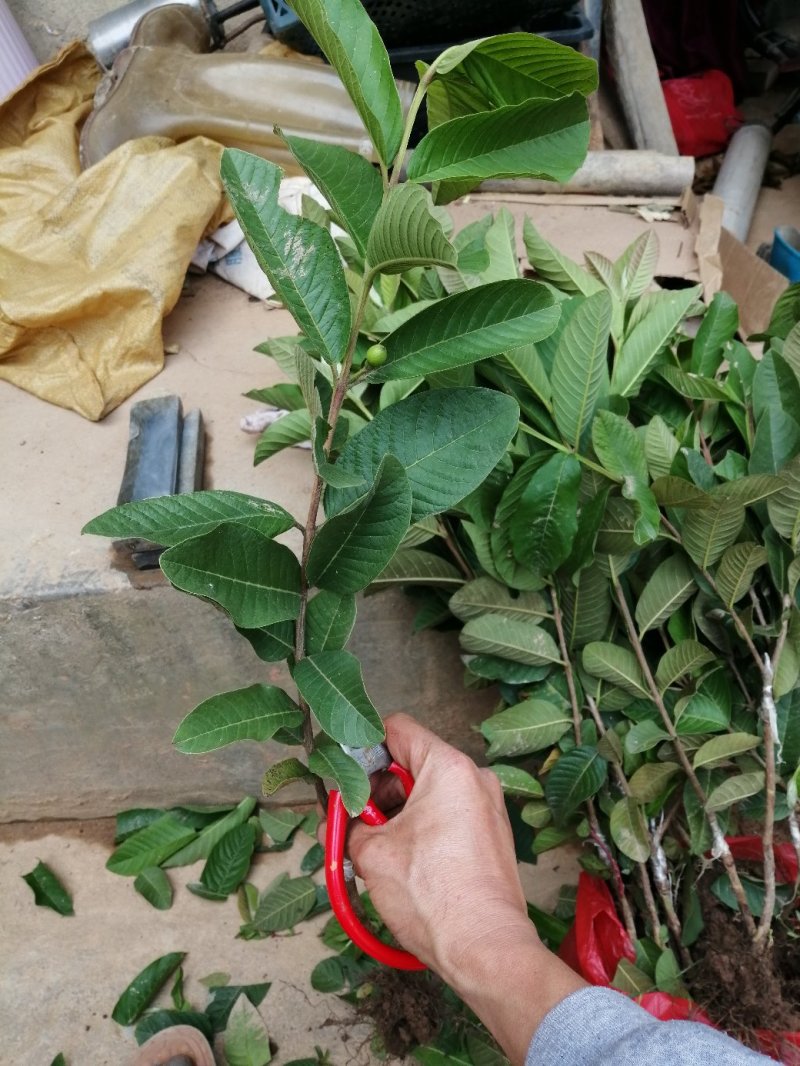 台湾珍珠番石榴芭树苗嫁接苗芭乐四季结果高产当年结果包正宗