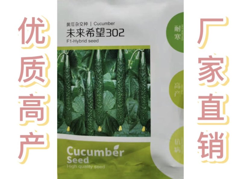 黄瓜种子高产优质强雌密刺油亮耐寒黄瓜种一叶一瓜