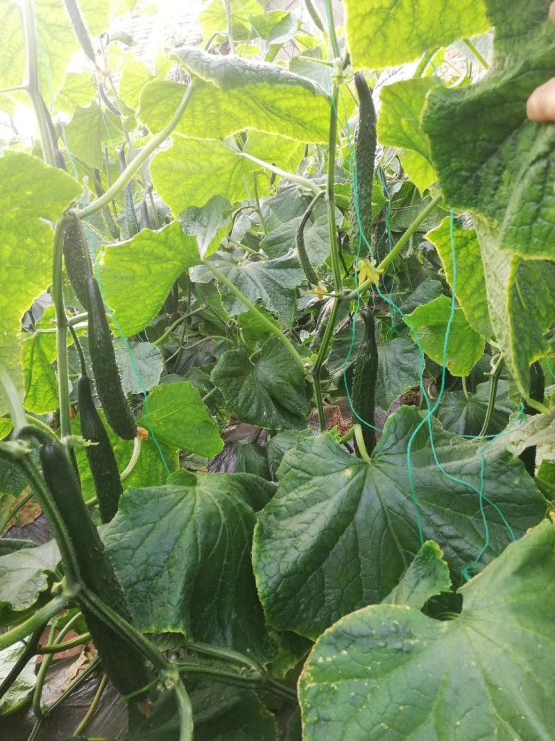 黄瓜种子高产优质强雌密刺油亮耐寒黄瓜种一叶一瓜