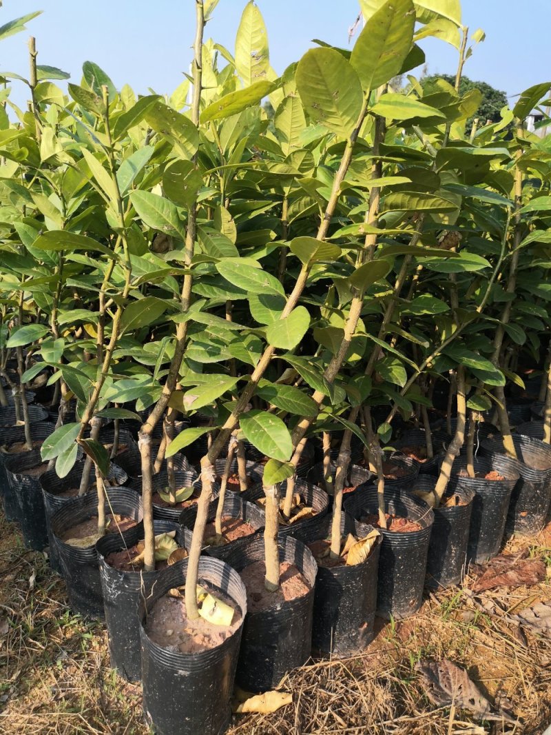 广东香水柠檬，台湾香水柠檬，无籽青柠，品种保证