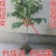 包邮核桃苗核桃树苗现挖发货成活率高批发零售