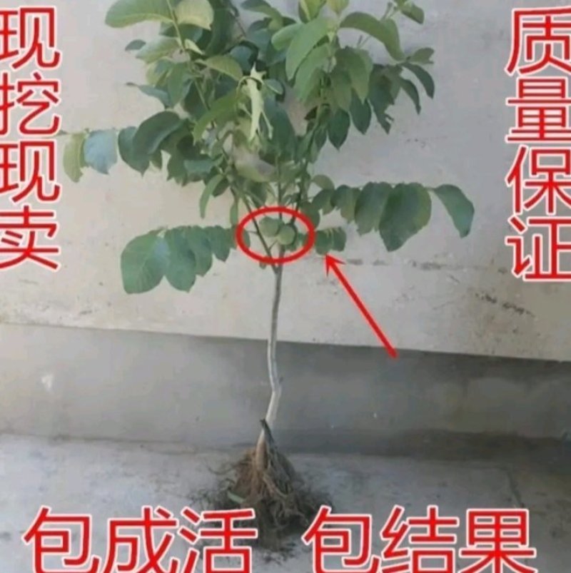 包邮核桃苗核桃树苗现挖发货成活率高批发零售