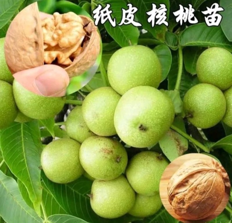 包邮核桃苗核桃树苗现挖发货成活率高批发零售