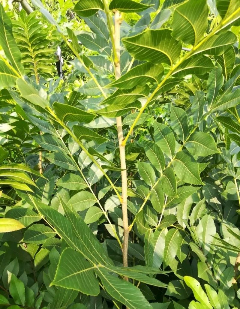 包邮核桃苗核桃树苗现挖发货成活率高批发零售