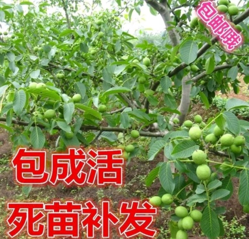 包邮核桃苗核桃树苗现挖发货成活率高批发零售