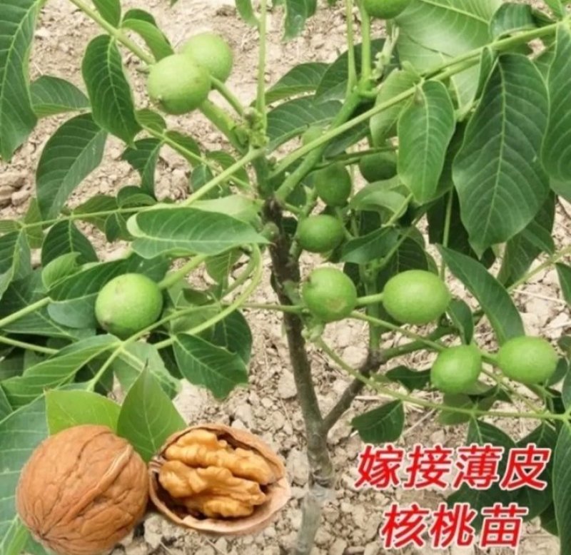 包邮核桃苗核桃树苗现挖发货成活率高批发零售