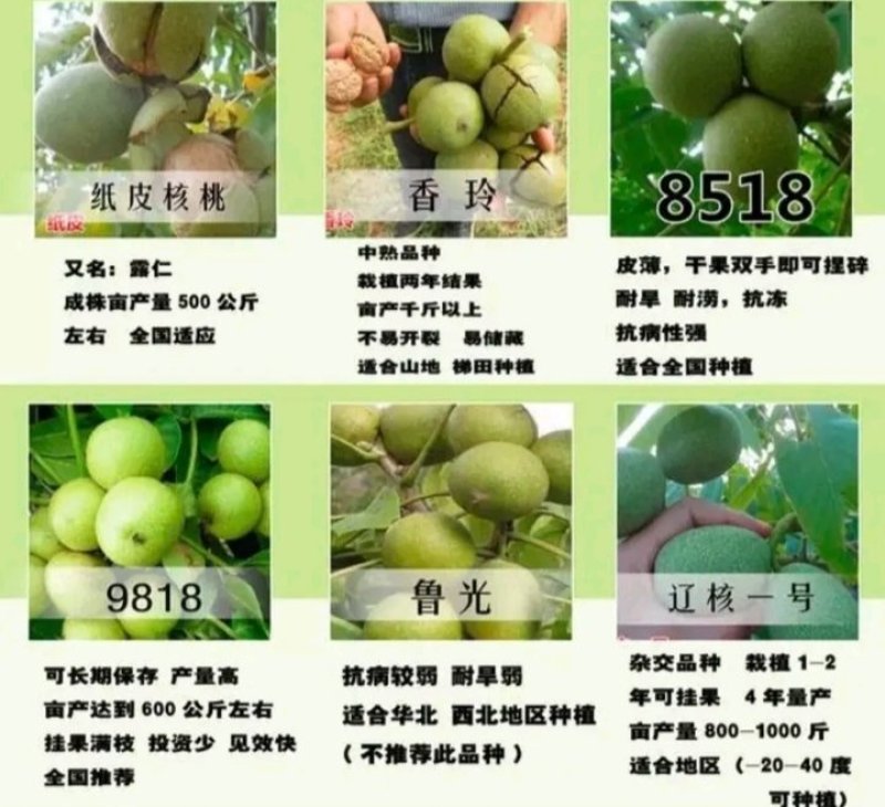 包邮核桃苗核桃树苗现挖发货成活率高批发零售