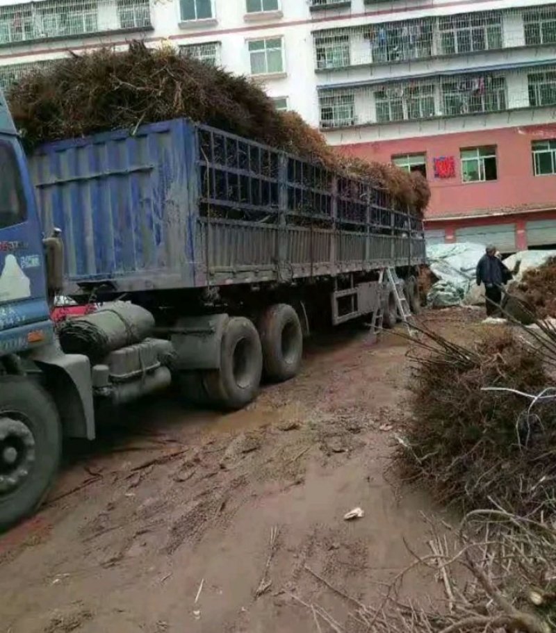包邮核桃苗核桃树苗现挖发货成活率高批发零售