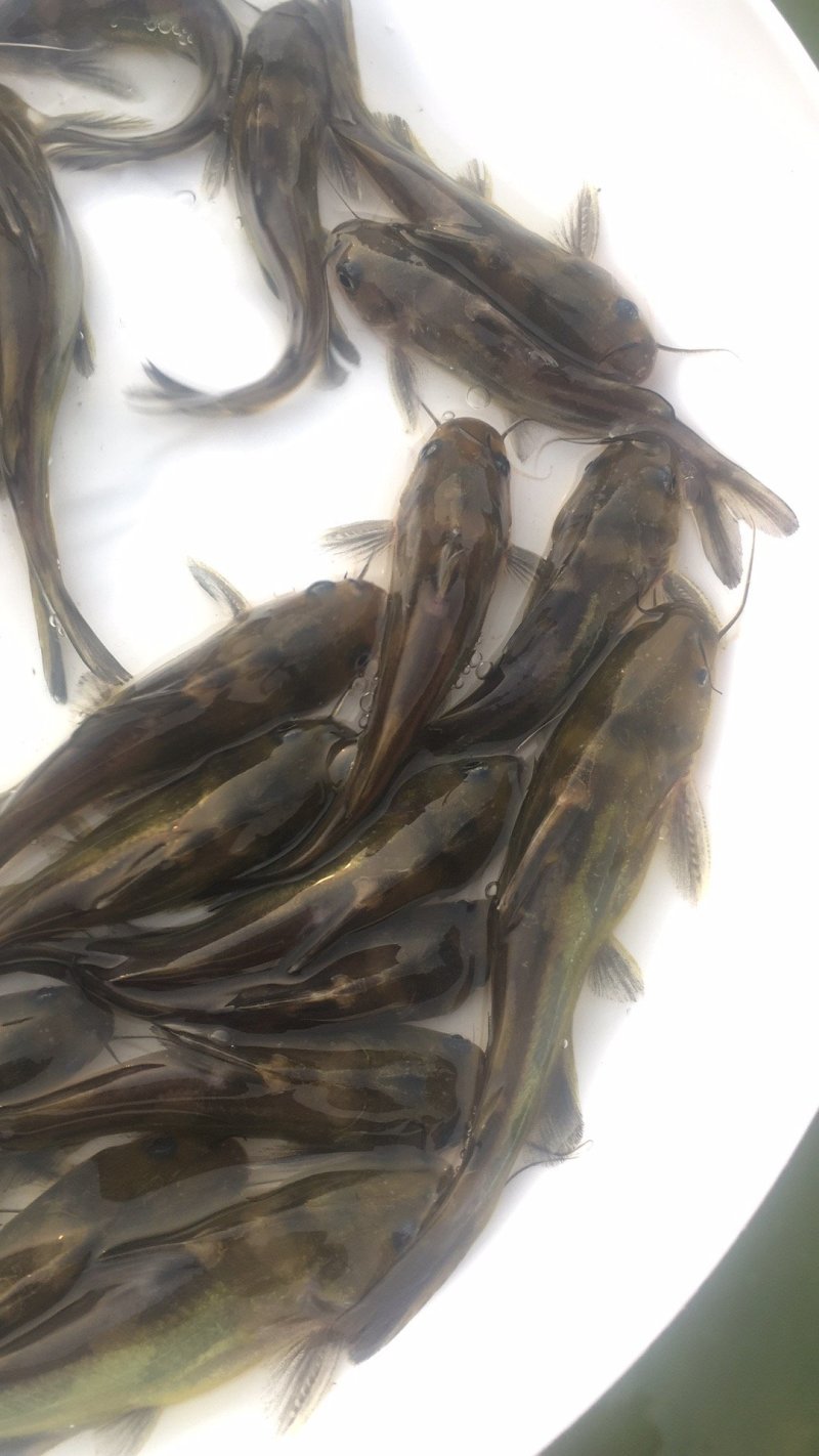 黄颡鱼苗3-5公分，黄辣丁，黄骨鱼苗