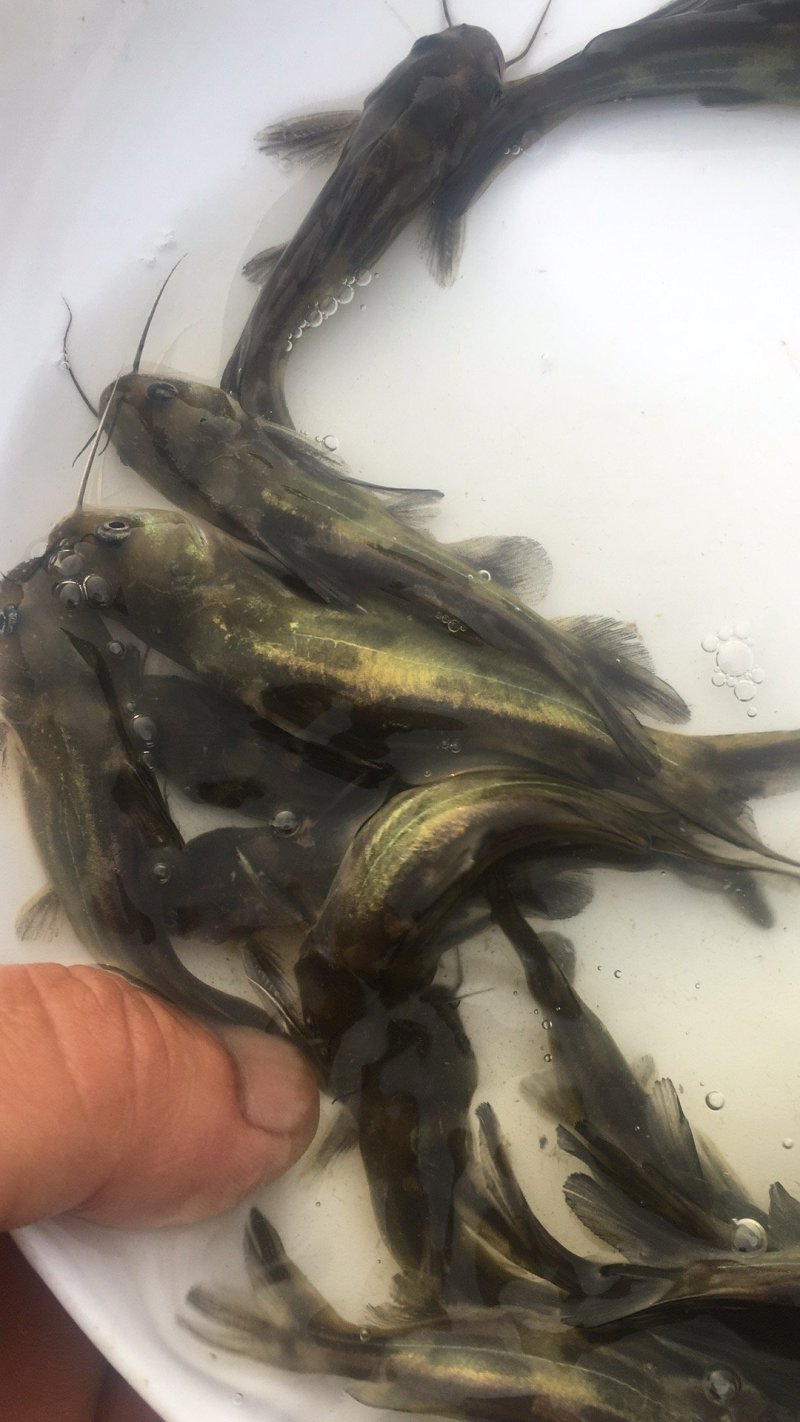 黄颡鱼苗3-5公分，黄辣丁，黄骨鱼苗