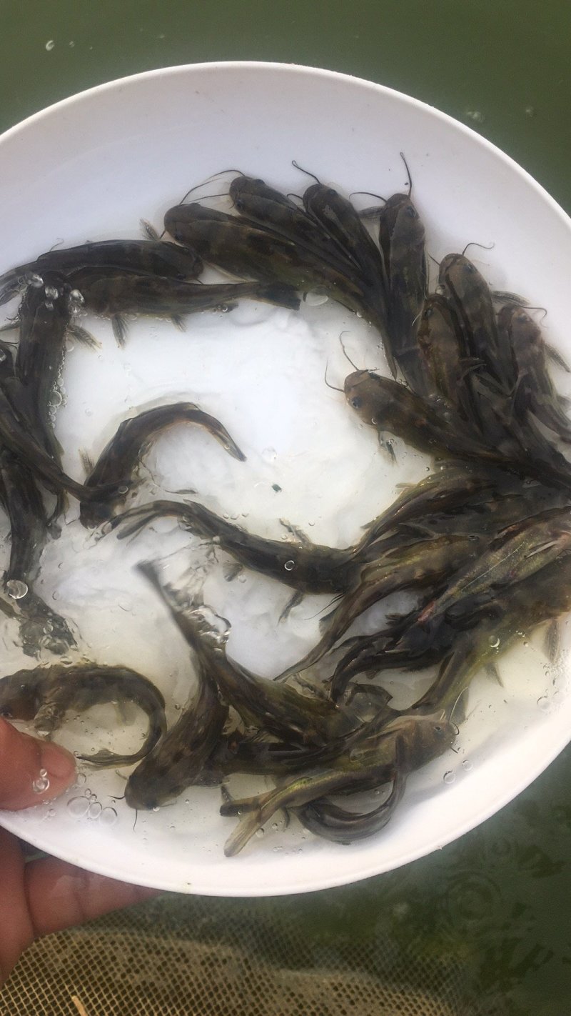 黄颡鱼苗3-5公分，黄辣丁，黄骨鱼苗