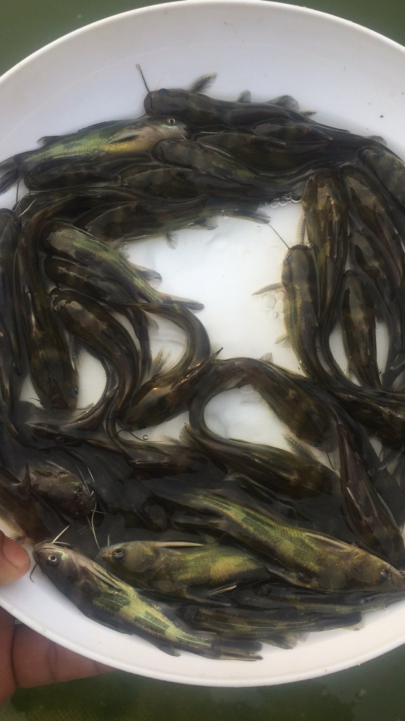黄颡鱼苗3-5公分，黄辣丁，黄骨鱼苗
