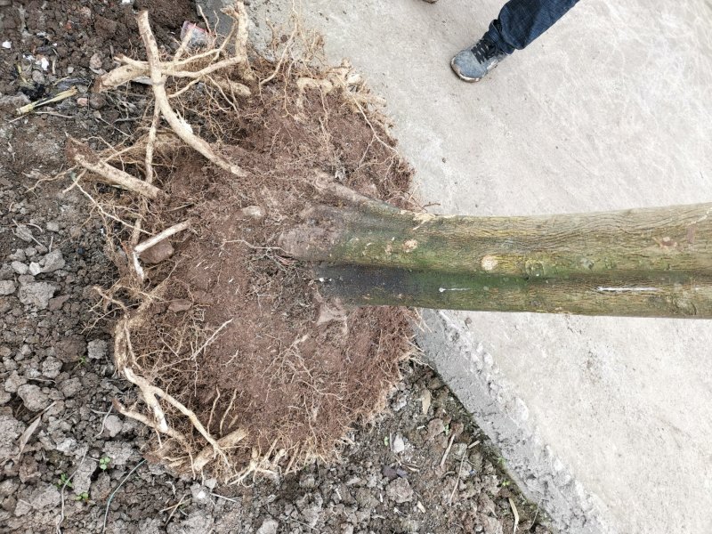 红橘桩头规格齐全欢迎采购
