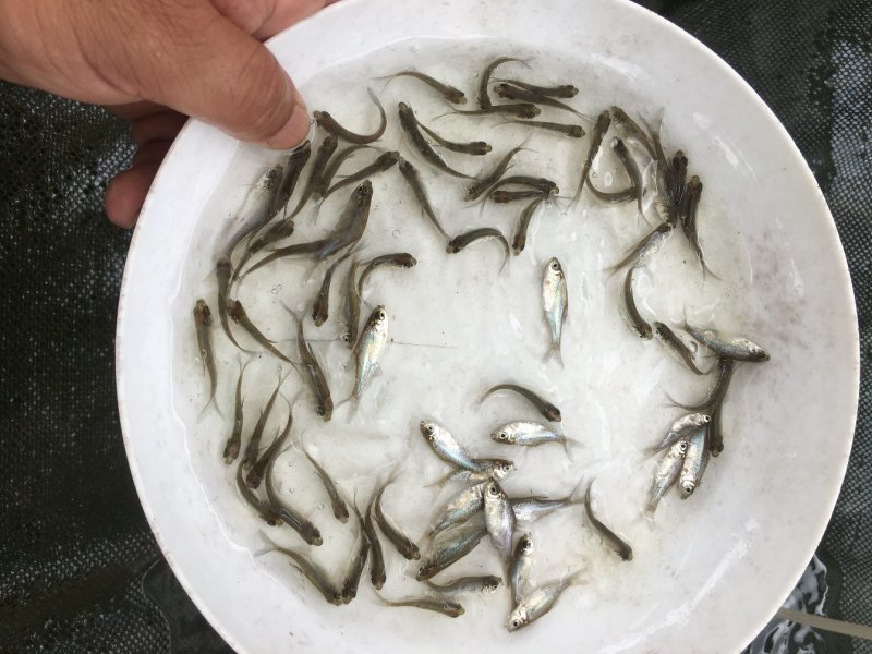 武昌鱼苗海边鱼苗鳊鱼苗3-5公分，三角边鱼苗