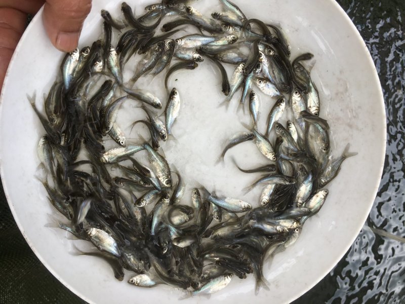 武昌鱼苗海边鱼苗鳊鱼苗3-5公分，三角边鱼苗