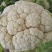 陕西汉中白花菜花，单个1~3斤紧花乳白叶小无根
