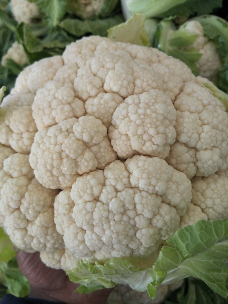 陕西汉中白花菜花，单个1~3斤紧花乳白叶小无根