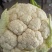 陕西汉中菜花，乳白紧花，单个1--3斤带叶