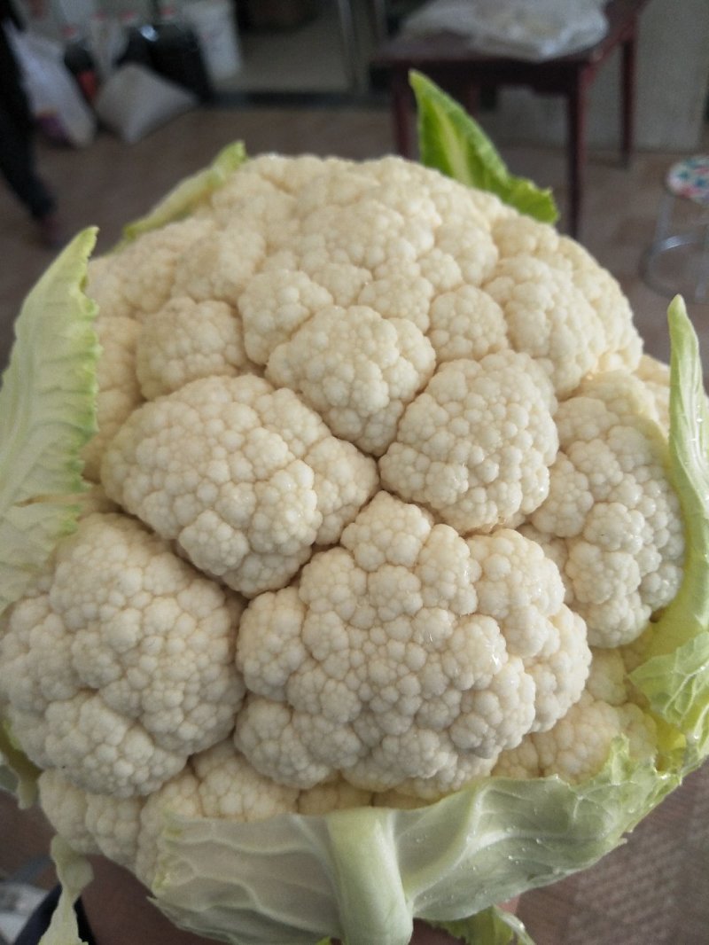 陕西汉中菜花，乳白紧花，单个1--3斤带叶