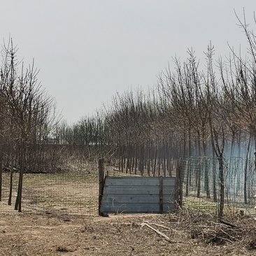 许昌林间空地出租养鸭鸡鹅养等，每亩79元，围墙完好有水池
