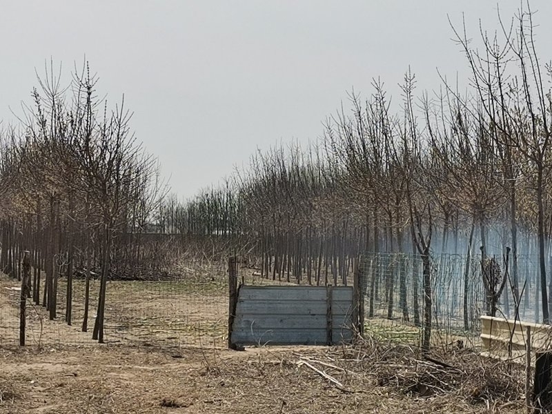 许昌林间空地出租养鸭鸡鹅养等，每亩79元，围墙完好有水池