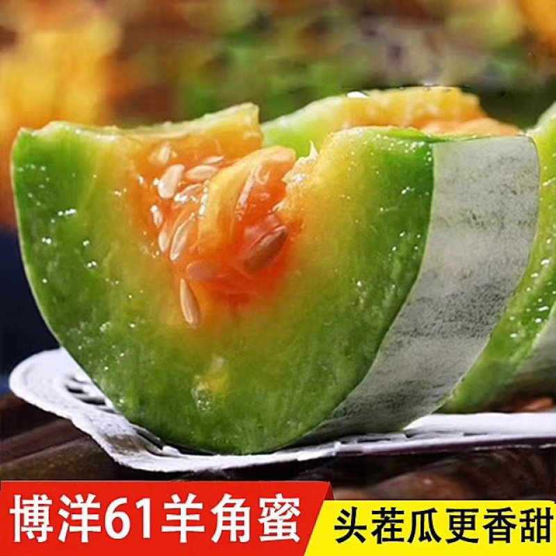 精品博洋61甜瓜，惠民产地直供，视频看货，诚信代办