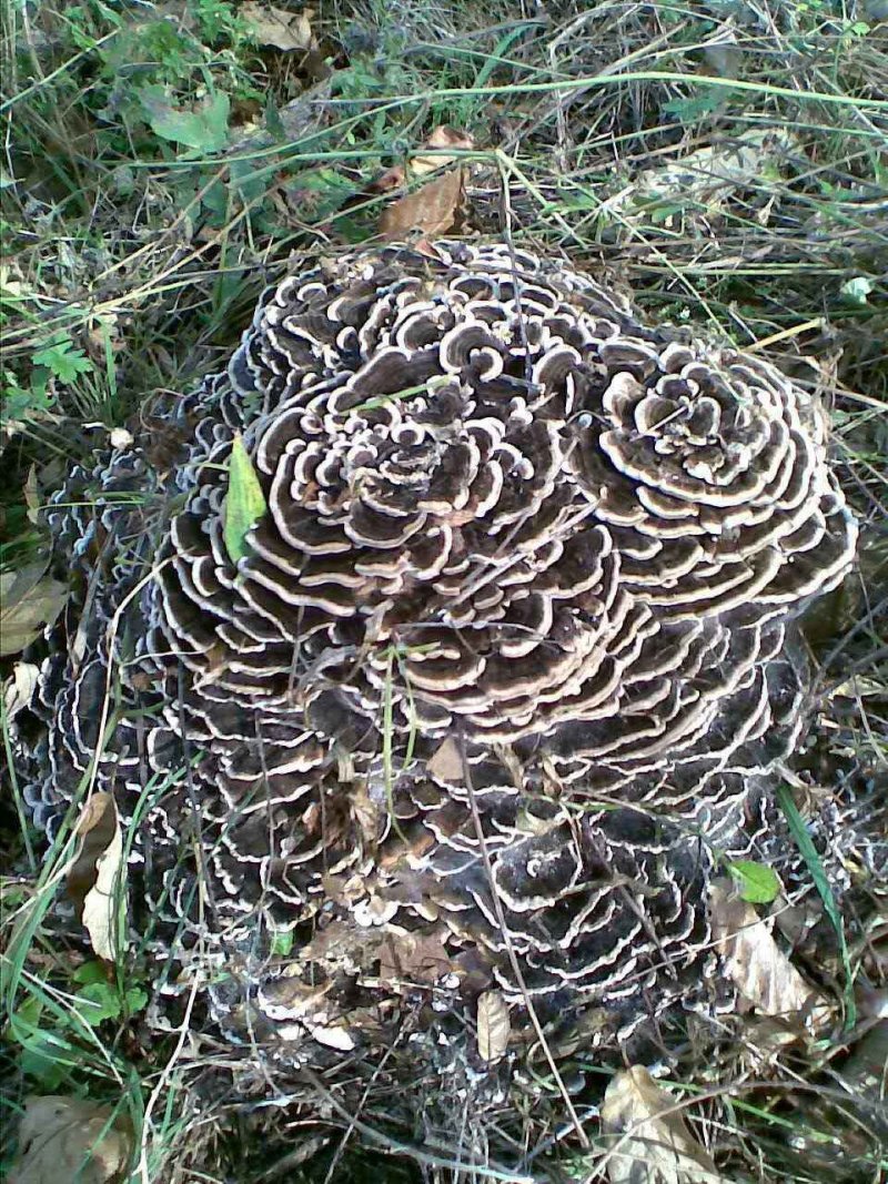 中药材