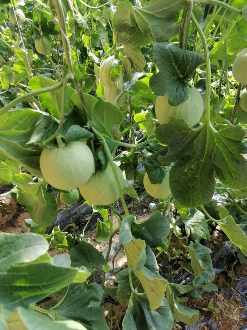 香瓜