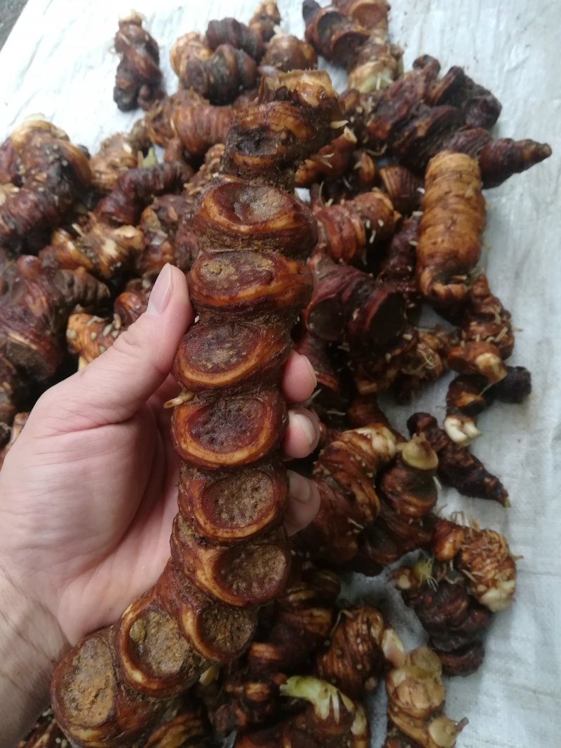 广西野生重楼(七叶一枝花)
