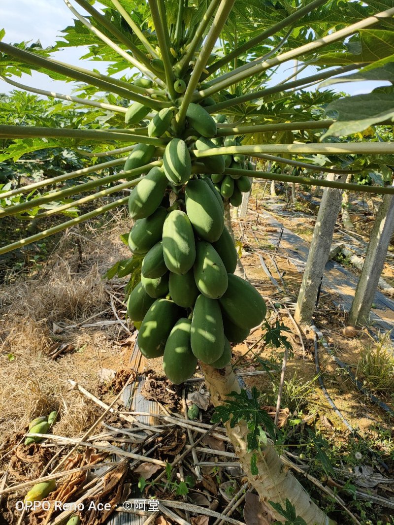 广东省茂名市木瓜种植基地
